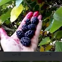 آب شاتوت