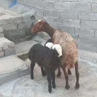 میش ودوبره نر