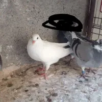 جوجه المانی
