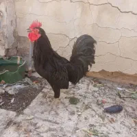 خروس یک ساله چاق