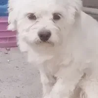 سلام