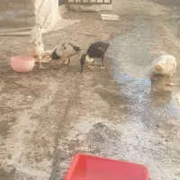مرغ و خروس اردک