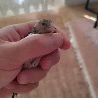 جوجه دورگ نر زیر دهنی دوماهه