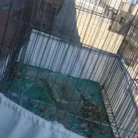 قفس پرنده