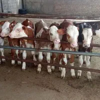 سوپر جنس های پرواری گوساله