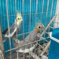 عروس هلندی