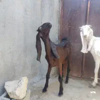 دوتیشتر ناز داشتی کاموری و دورگ گلابی