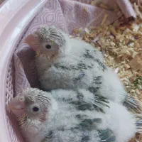 جوجه سرلاکی گرینچیک آناناسی