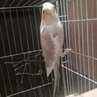 عروس هلندی نر مولد
