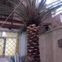 سلام کار باغبانی و تکریب درخت خرما وبریدن بار درخت