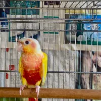 طوطی ردچیک تورجینال /خورشیدی/راهب/ملنگو/کاسکو