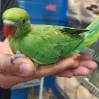 ملنگو سرلاکی