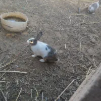 خرگوش