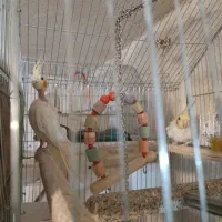 عروس هلندی جفت مولد