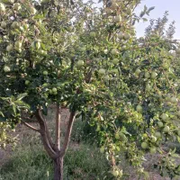 باغ به متراژ ۴۰۰۰ متر