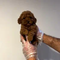 توی پودل اصیل