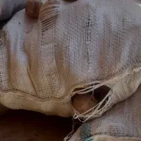 مقدار ۵۰۰ کیلوسیب اسپریت صورت موجود در سرخانه
