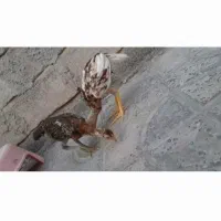خروس لاری