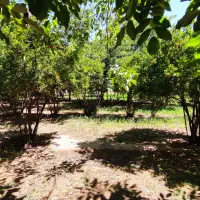 باغچه با درختان 30ساله در پیشوا