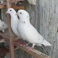 کفتر پرشی تهرانی انگلیسی پتی واله