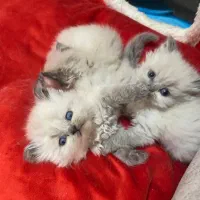 گربه