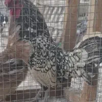 خروس سیبرایت