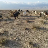 نیازمند چوپان