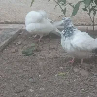 سالم