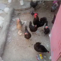 مرغ محلی