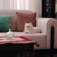 مراقبت از گربه پرشین