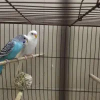 یک جفت مرغ عشق زیبا