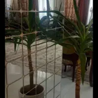 شکار-منطقه-الهیه-کلید-نخورده98متر
