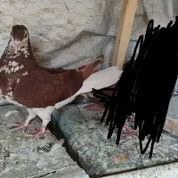ماده افشون
