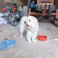 سگ پاکوتاه