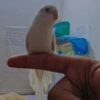 مرغ عشق هلندی چینی