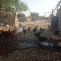 خروس هفت ماهه