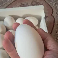 تخم غاز ومرغ