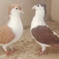 کفتر
