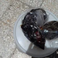 فروش خرمای کبکاب