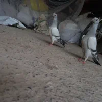 کفتر جفت جوجه شامی کاکلی
