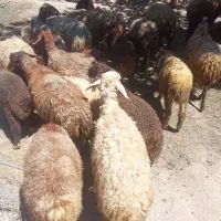 میش بره،جوان بزوبزغاله