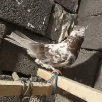کبوتر گرگی شمرونی شازده