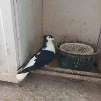 ساده سیاه کاکلی ماده