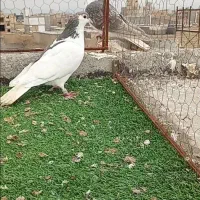 خال سیاه ماده قلدور ۳۰۰ تومان