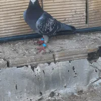 سایر