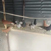 کفتر