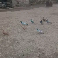 هفت رنگ پرنده