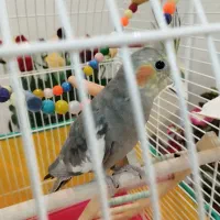 عروس هلندی 5ماه سخنگو