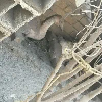 قوغاز کرچ و تخمگذار