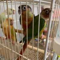 گرینچیک طوطی|پرنده|مشهد, خرمشهر|دیوار